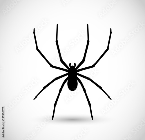 Spider vector illustration, isolated on white