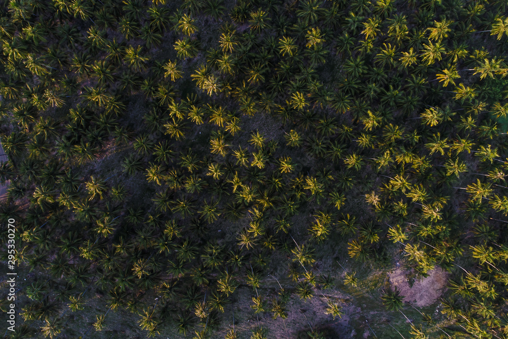 Coconut palm plantation field with rural road aerial view Coconut palm plantation field with rural road aerial view