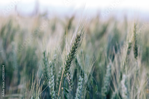 Barley growing in the field in Iraqi Kurdistan