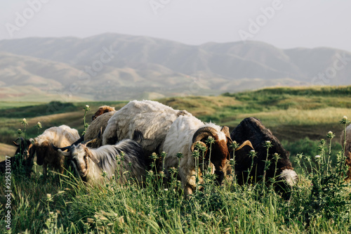 Iraqi Kurdistan landscape view of the Zagros mountains and herds of goats and sheep photo