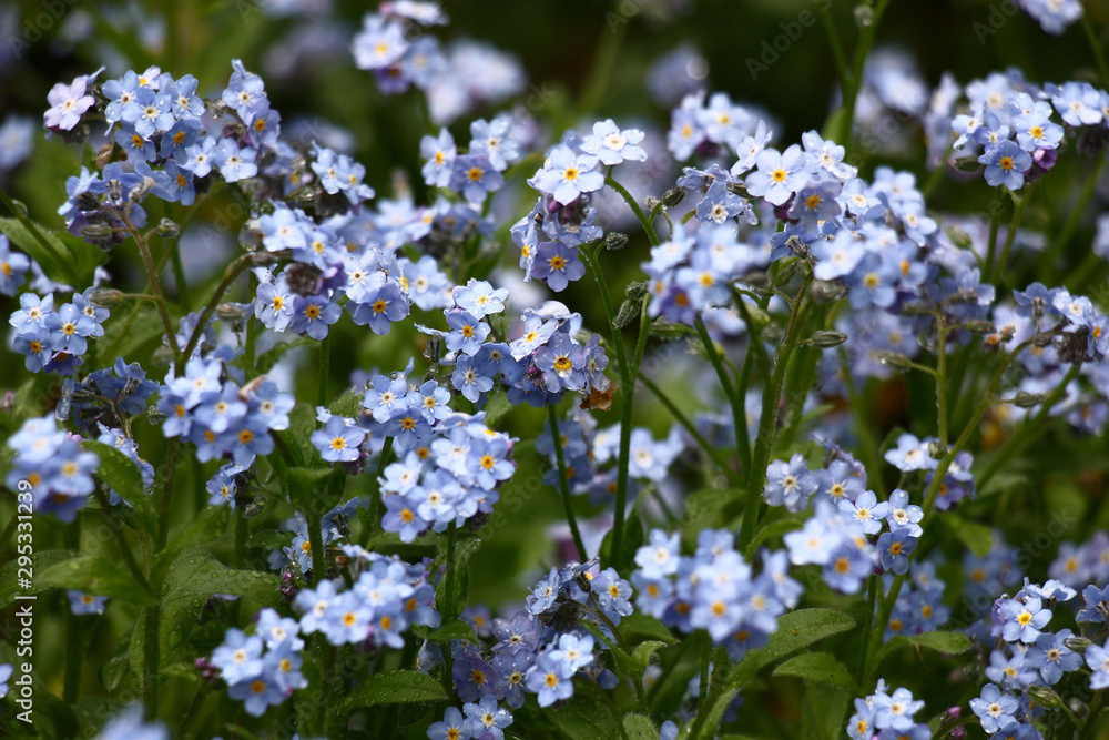 The forget-me-not plentifully blossoms in small blue flowers. Flowers and leaves of plants in water drops after a rain. The forget-me-not plentifully blossoms in small blue flowers. Flowers and leaves of plants in water drops after a rain.
