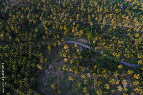 Coconut palm plantation field with rural road aerial view