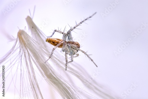 Brown spider walking on the cowslip creeper seed and white background. Lynx spider that jumps and runs quickly With yellow head and chest The belly is grayish green and blue. © Chaimongkol