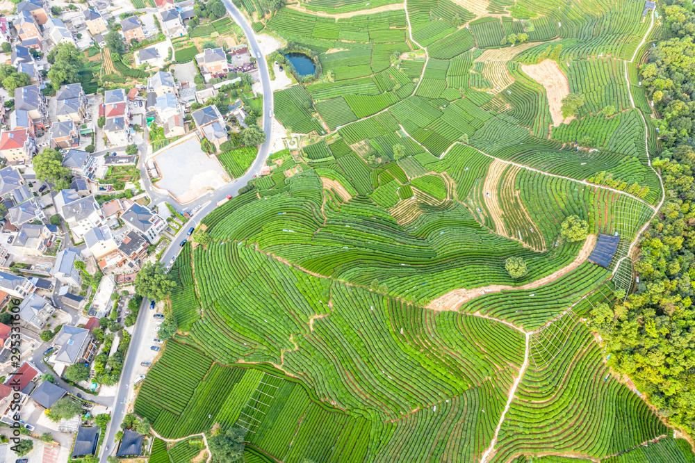 Fototapeta premium tea garden