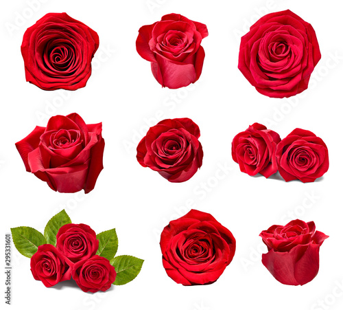 flower rose petal blosspm background