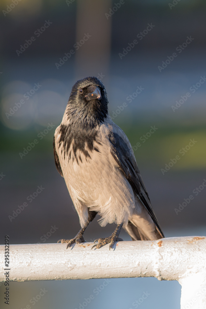 Naklejka premium crow in the foreground