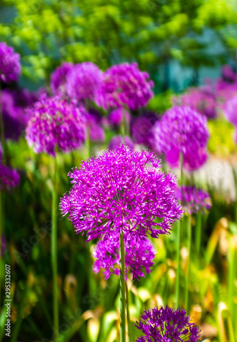 purple flowers in field