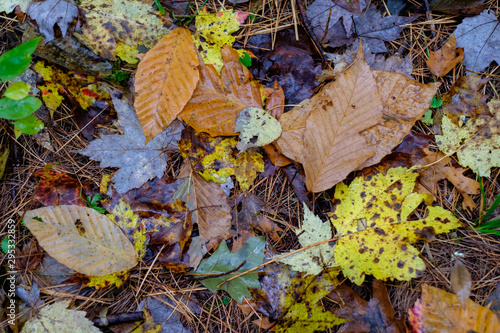 Autumn leaves on the ground