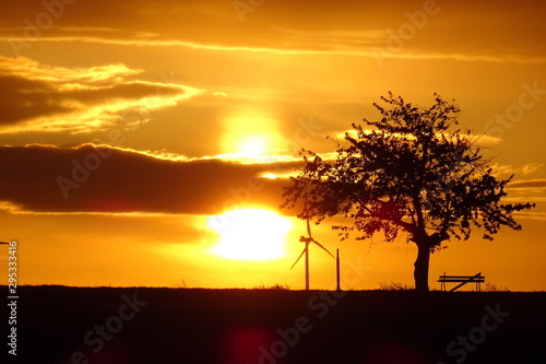 sunset over a tree