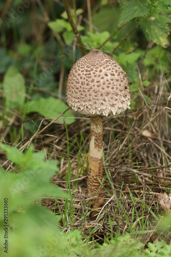A Parasol Mushroom, Macrolepiota procera, growing at the edge of woodland in the UK.