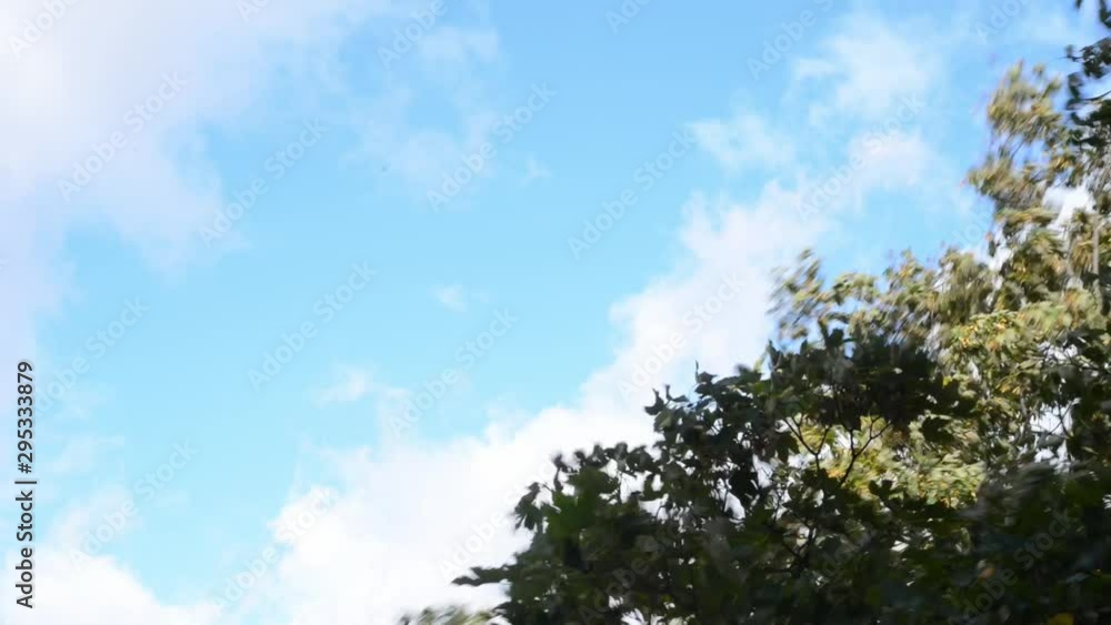 Autumn winds in a tree and clouds in the sky time lapse Autumn winds in a tree and clouds in the sky time lapse