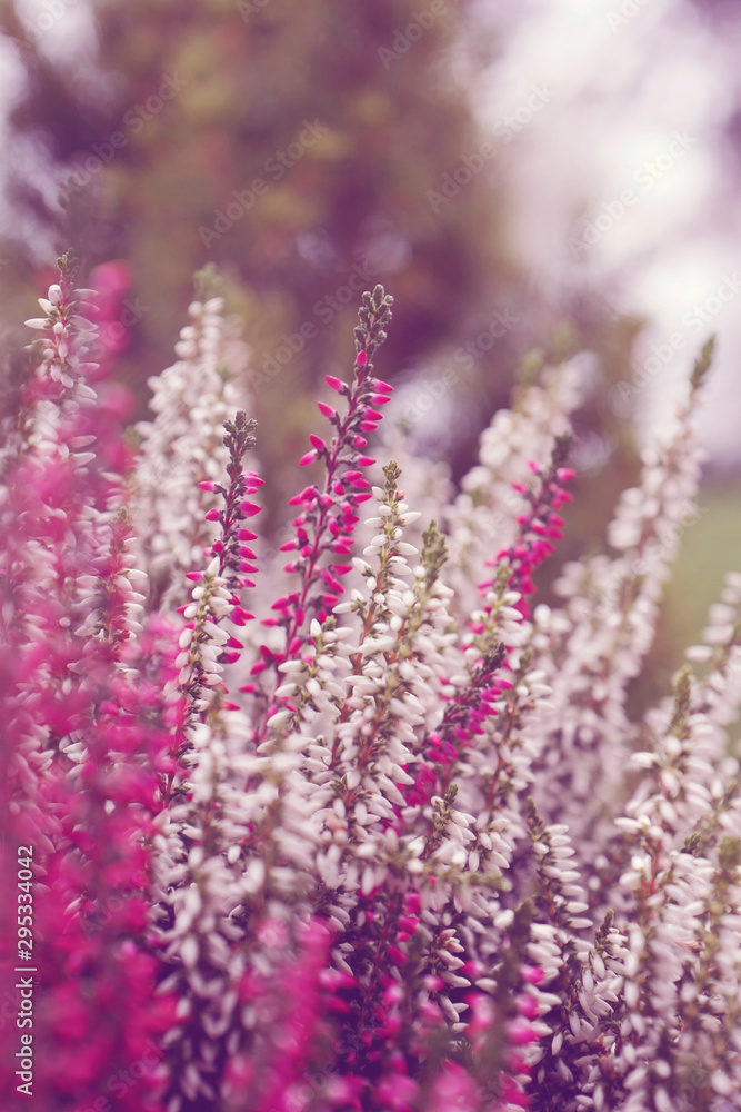 beautiful pink and white heather in the garden beautiful pink and white heather in the garden