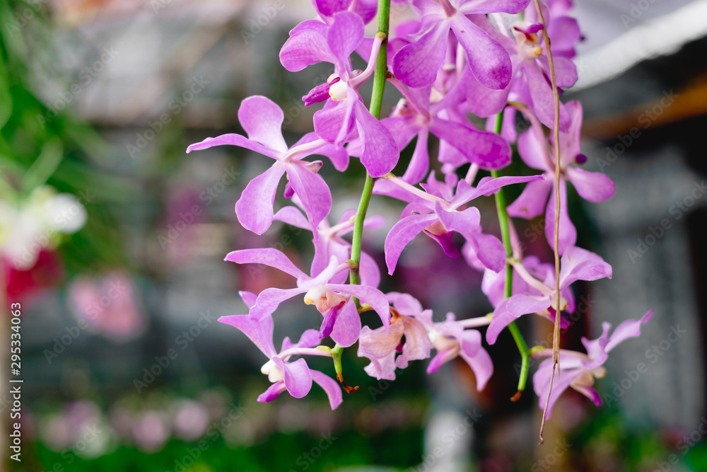 Close up of hanging voilet Vanda orchid flowers in full bloom. Copy space. Selected focus. Close up of hanging voilet Vanda orchid flowers in full bloom. Copy space. Selected focus.