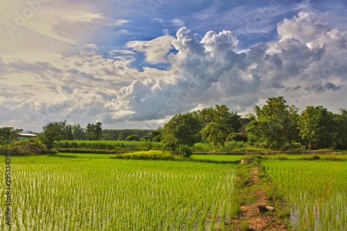 Rice fields in Thailand