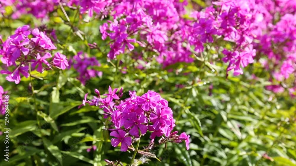 Pink decorative phlox flowers sway in the wind Pink decorative phlox flowers sway in the wind