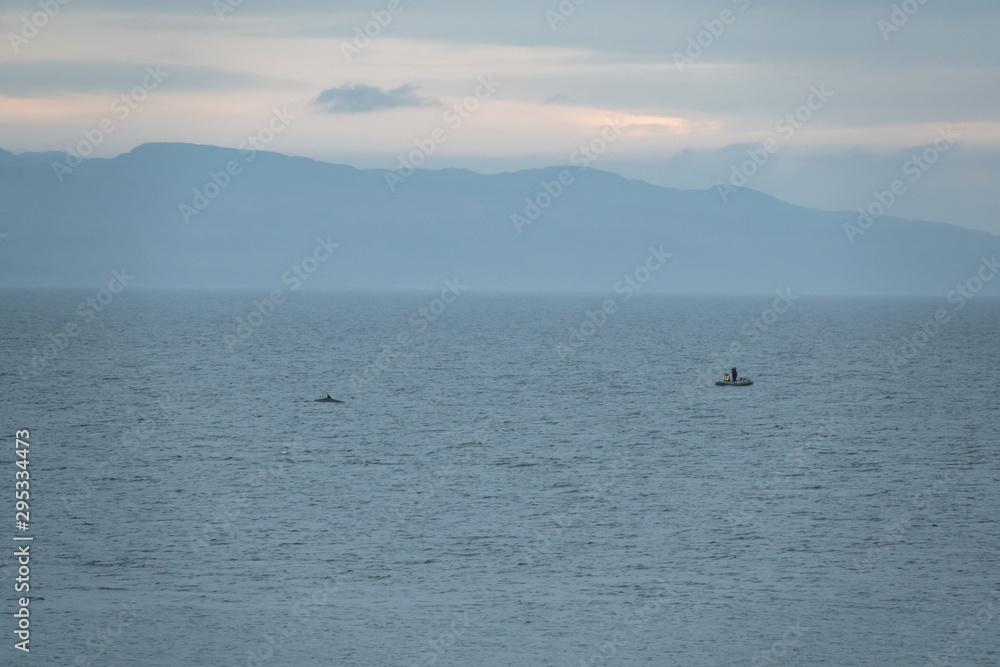 Killer whale swims near the fishermen's boat
