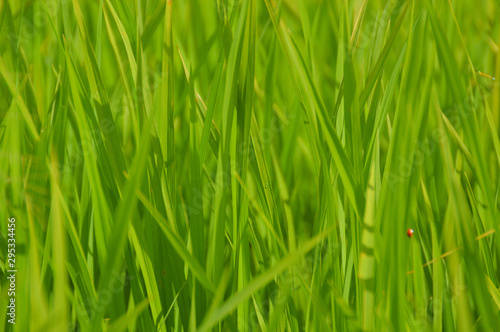 green grass full frame background for earth day concept
