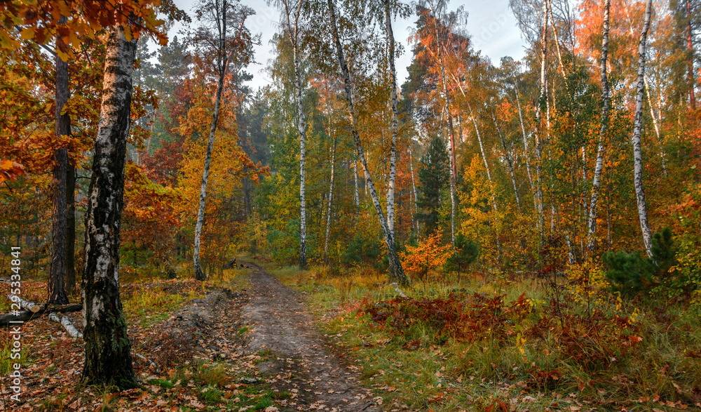 Forest. Good autumn weather for a walk in nature. Autumn colors attract attention. Forest. Good autumn weather for a walk in nature. Autumn colors attract attention.