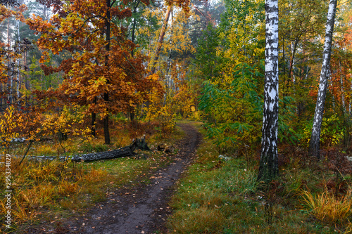 Forest. Good autumn weather for a walk in nature. Autumn colors attract attention.