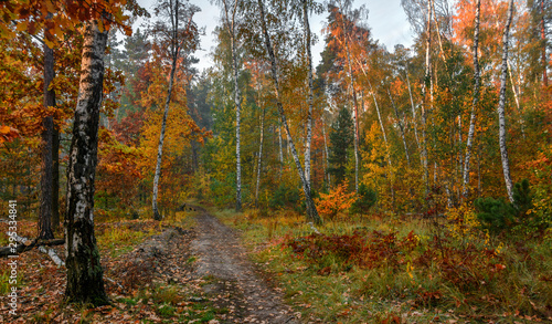 Fototapeta Naklejka Na Ścianę i Meble -  Forest. Good autumn weather for a walk in nature. Autumn colors attract attention.