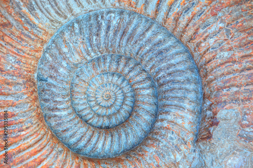 Fotografia Closeup of ammonite prehistoric fossil - Oxford University Museum of Natural His