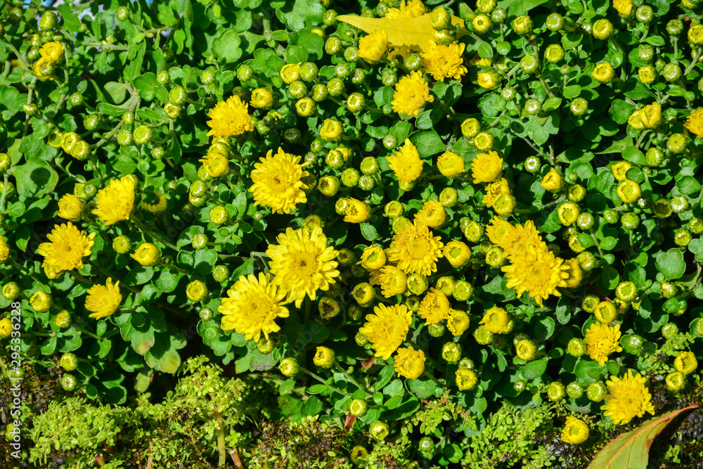 Obraz premium Beautiful autumn chrysanthemum flowers. Park, nature.