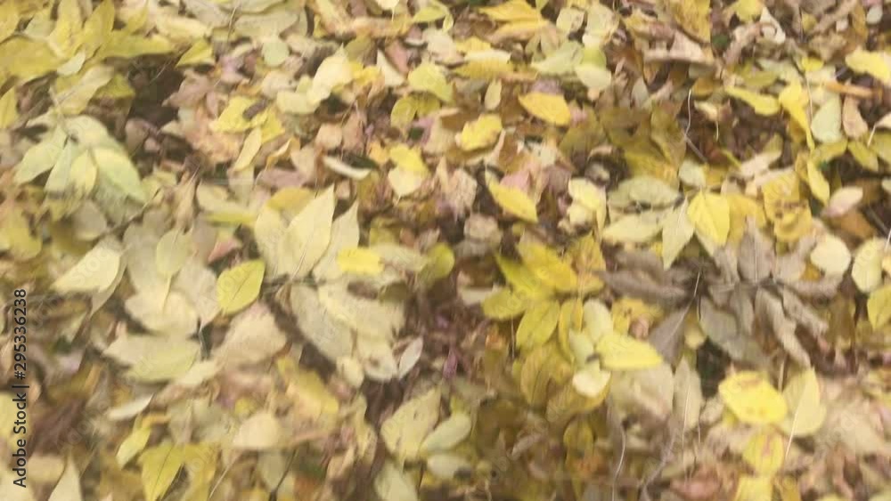 Autumn Scene.Yellow ground with leaves from Trees in autumnal Park. Autumn colorful park. Autumn Scene.Yellow ground with leaves from Trees in autumnal Park. Autumn colorful park.