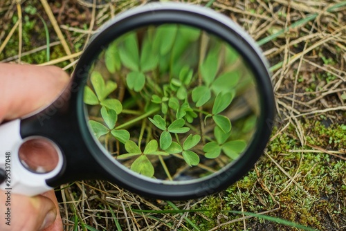 round magnifier over a green leaf clover of a plant in nature