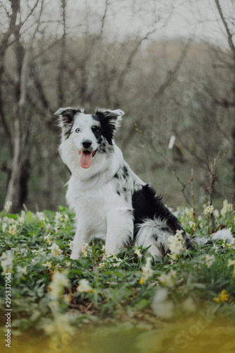 Border Collies like as bunny in the dark forest