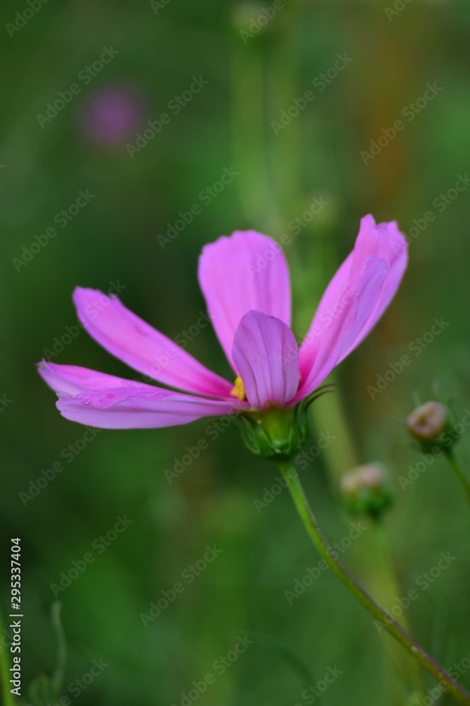 purple flower