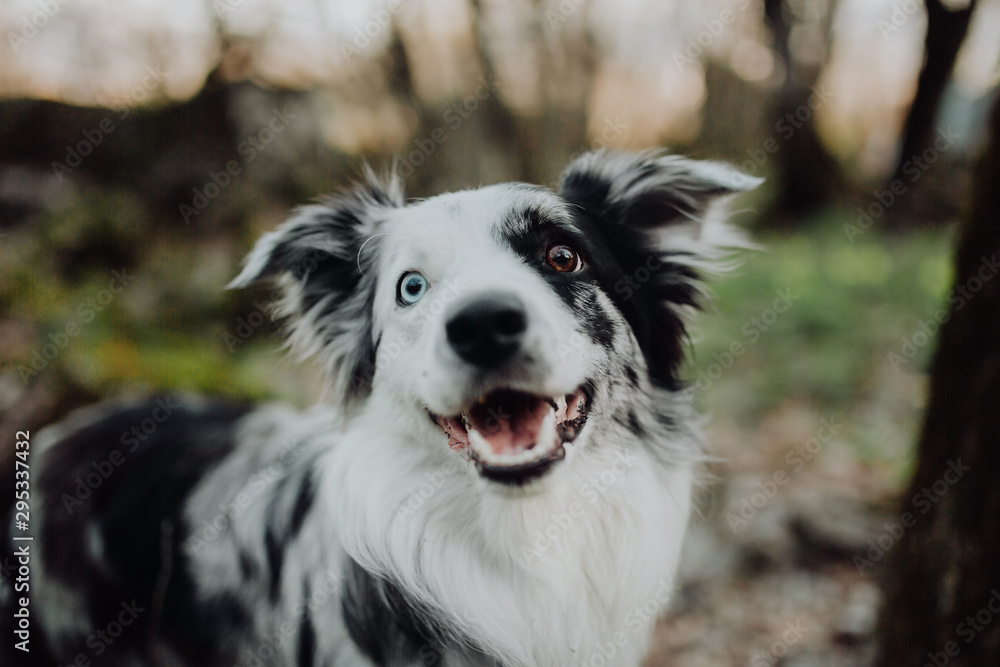Border Collies like as bunny in the dark forest Border Collies like as bunny in the dark forest