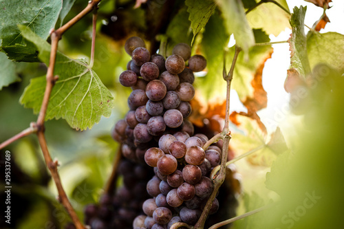 horizontal picture of grapes photo