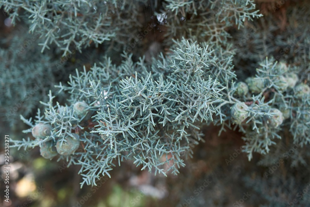 Cupressus arizonica Cupressus arizonica