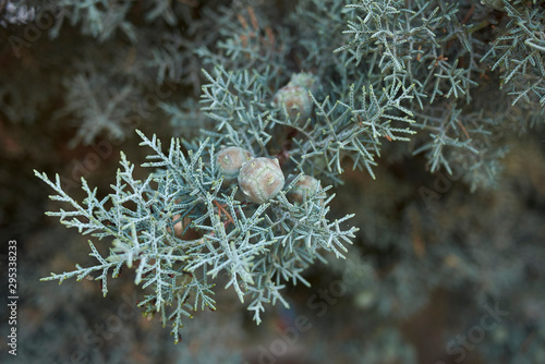 Cupressus arizonica photo