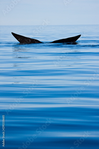 Ballena franca austral o meridional  Euabalaena australis    Peninsula Valdes  Patagonia  Argentina