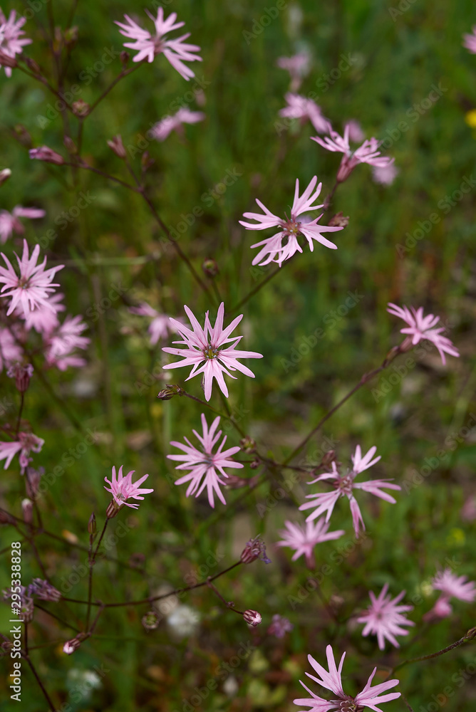 Lychnis flos-cuculi Lychnis flos-cuculi