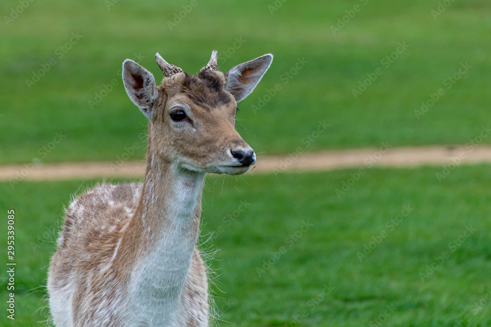 Fallow deer (dama dama) Fallow deer (dama dama)