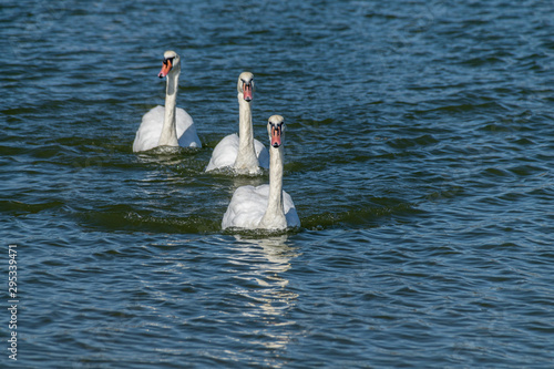 Adult mute swans swimming across the River Crouch from South Woodham Ferrers to Hullbridge, Essex, UK photo