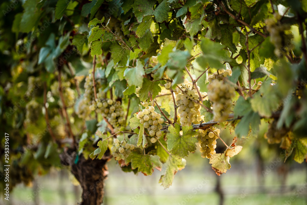 Horizontal images of Chardonnay grapes Horizontal images of Chardonnay grapes