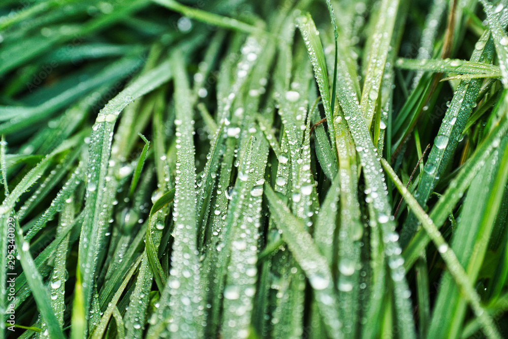 Water drops on the fresh grass after rain Water drops on the fresh grass after rain
