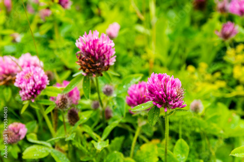 Trifolium pratense L. a herbaceous species of flowering plant in the bean family Fabaceae.