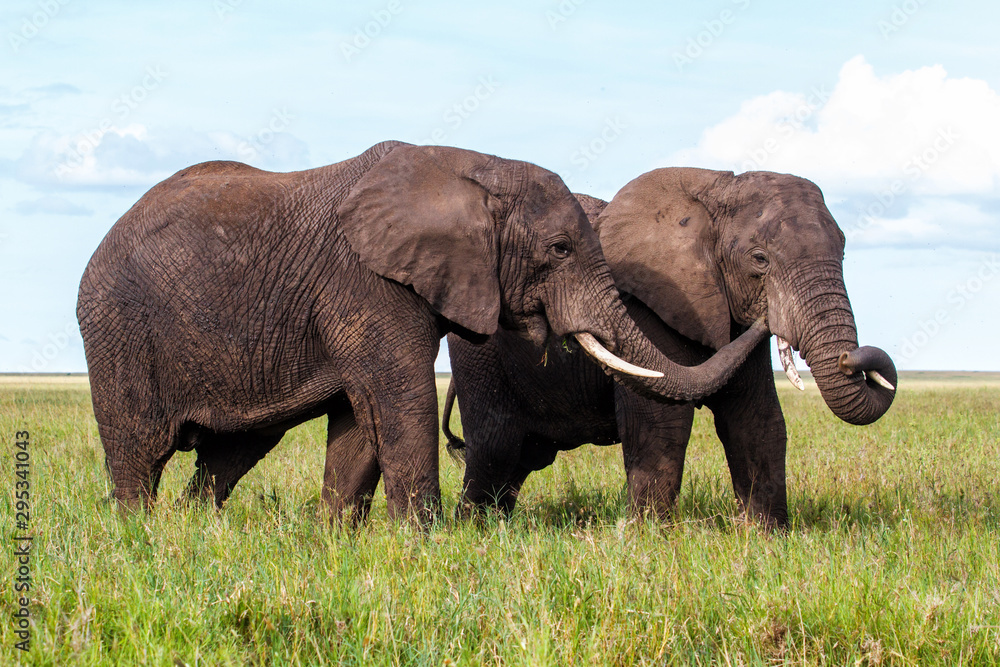 Elephant bulls on the plains of the Serengeti National Park in the wet green season in Tanzania