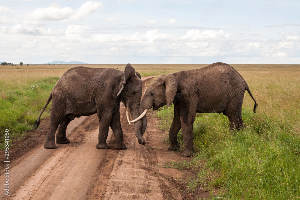 Fototapeta premium Elephant bulls fighting on the plains of the Serengeti National Park in the wet green season in Tanzania