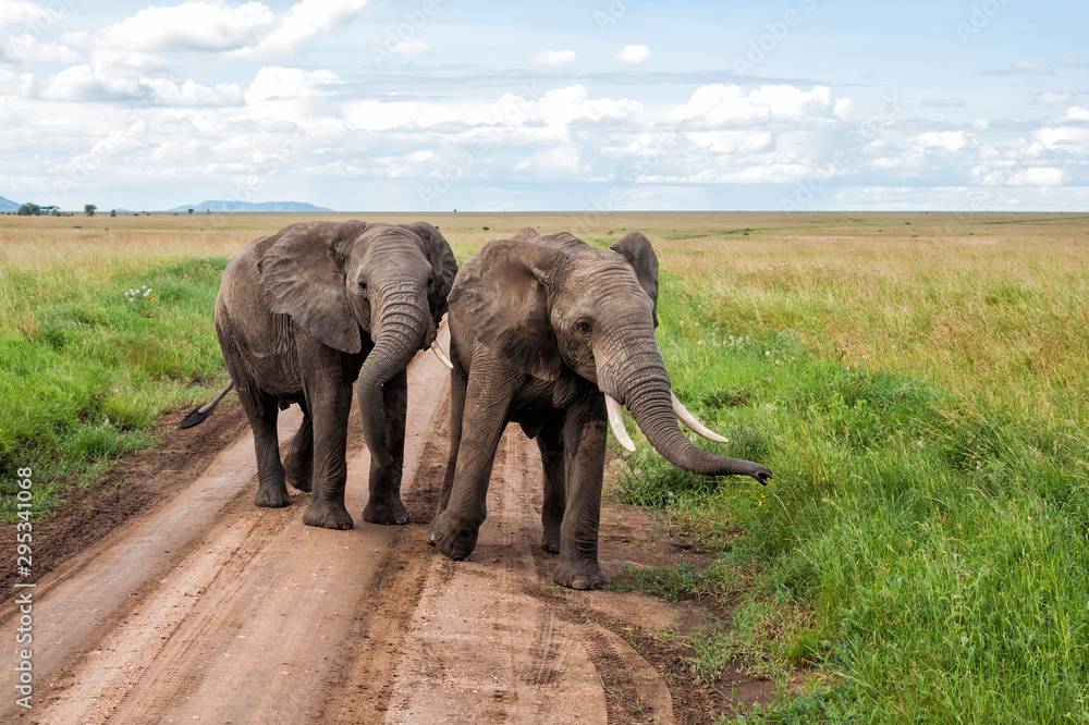 Fototapeta premium Elephant bulls on the plains of the Serengeti National Park in the wet green season in Tanzania