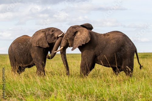 Elephant bulls fighting on the plains of the Serengeti National Park in the wet green season in Tanzania