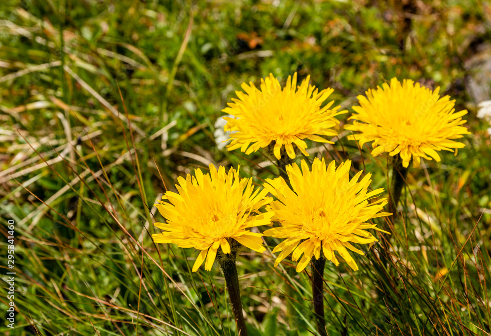 A group of four blooming flowers - Hypochaeris uniflora Vill. A group of four blooming flowers - Hypochaeris uniflora Vill.