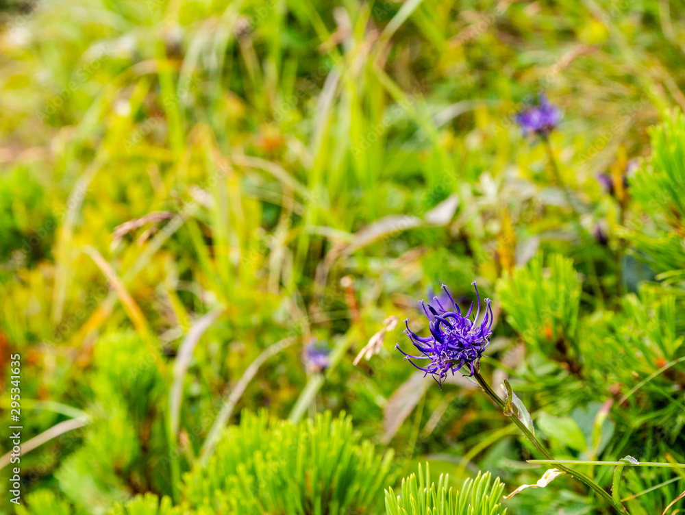 Blooming blue flower (Phyteuma orbiculare) among green grass and mountain pine. Blooming blue flower (Phyteuma orbiculare) among green grass and mountain pine.