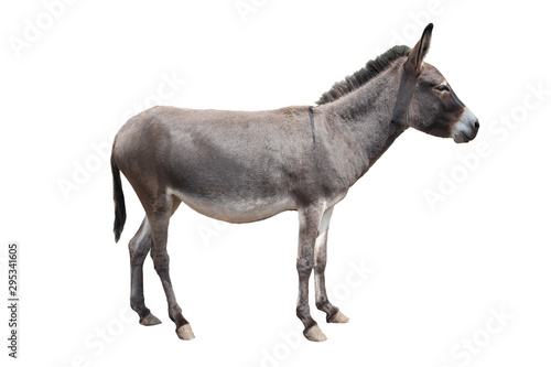  donkey isolated on white background © fotomaster