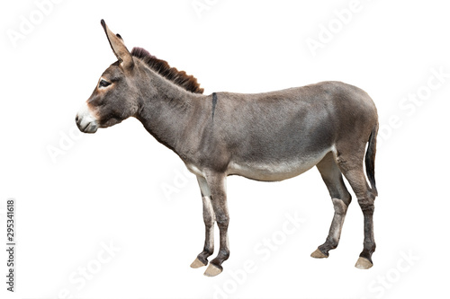 Fotografia donkey isolated on white background