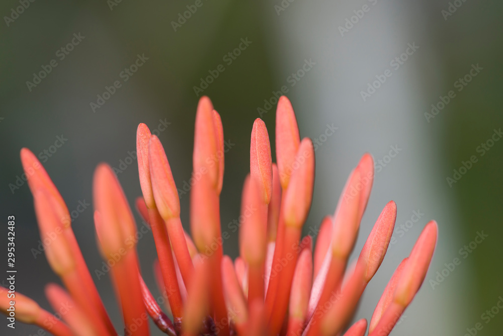 Close up red flowers with selective focus